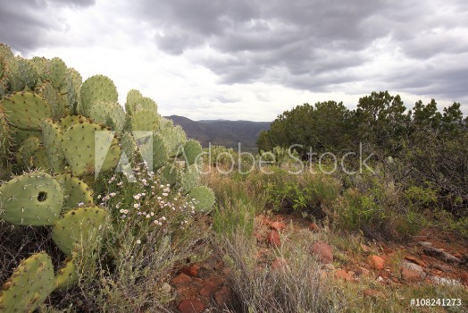 Picture of Arizona Desert Mountain